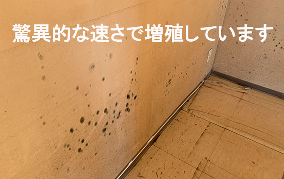水害後のカビの繁殖